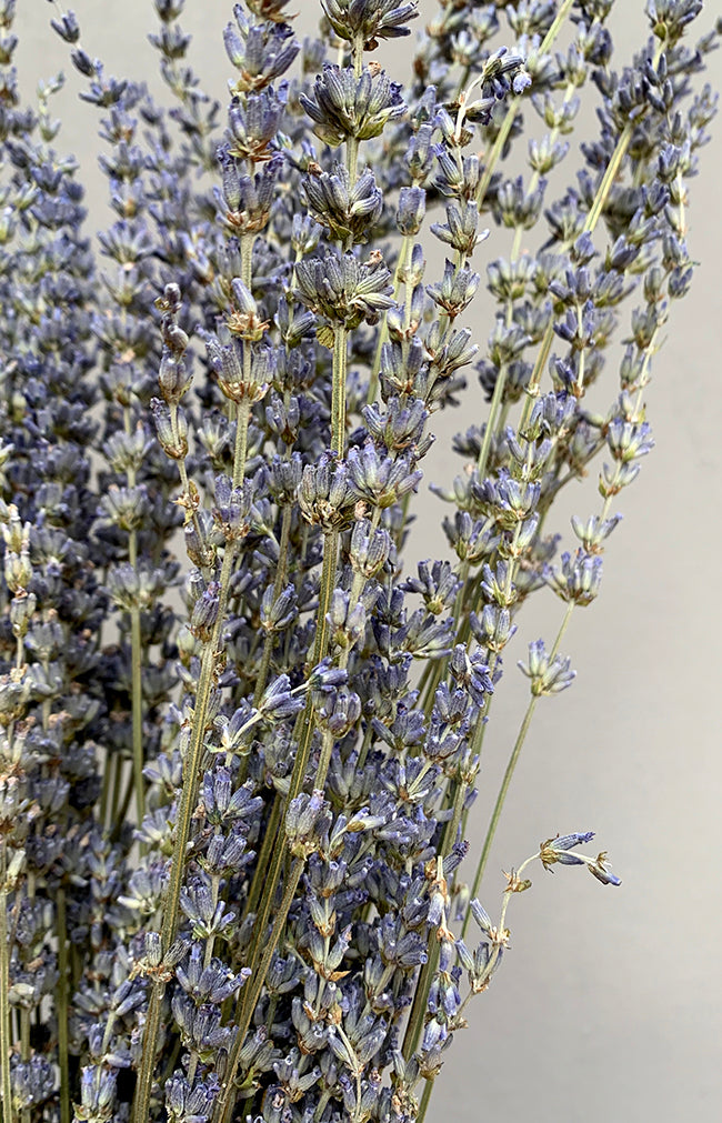 Lavender Bunch - Blue