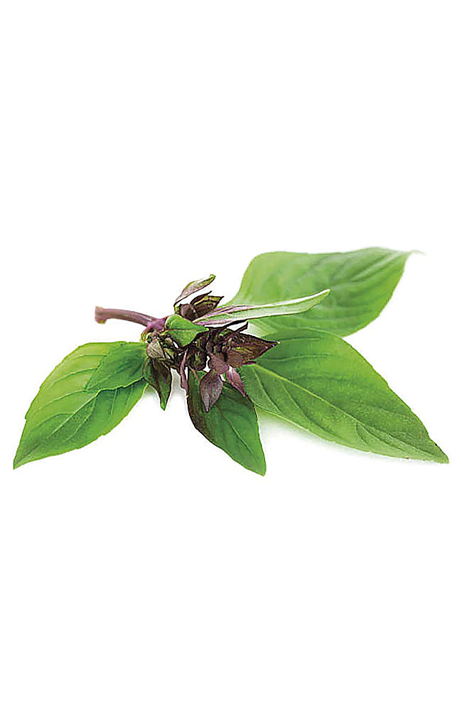 Basil Thai