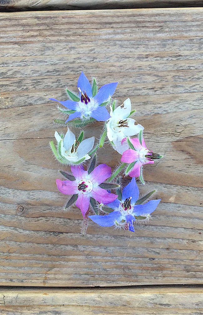 Borage Blue & White Flowered Mix