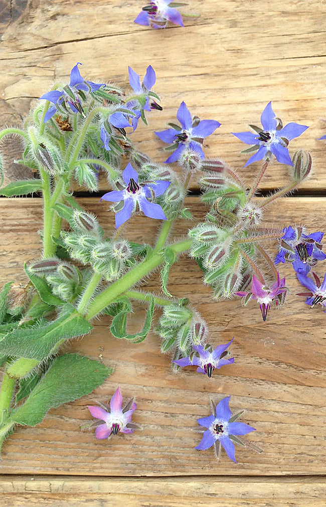 Borage Blue & White Flowered Mix