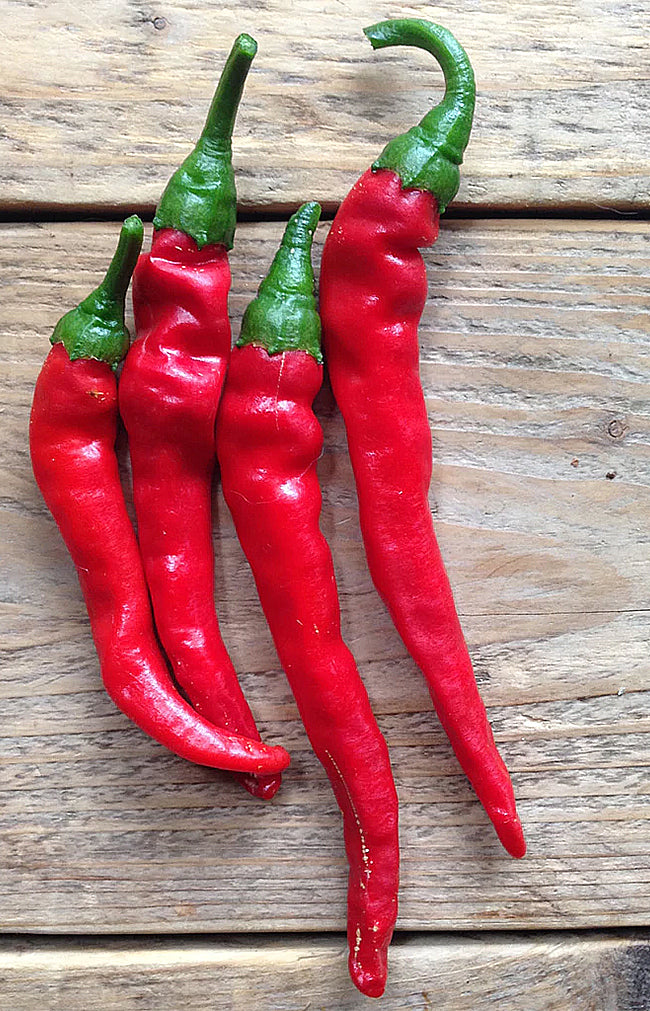 Hot Pepper Cayenne - Long Slim