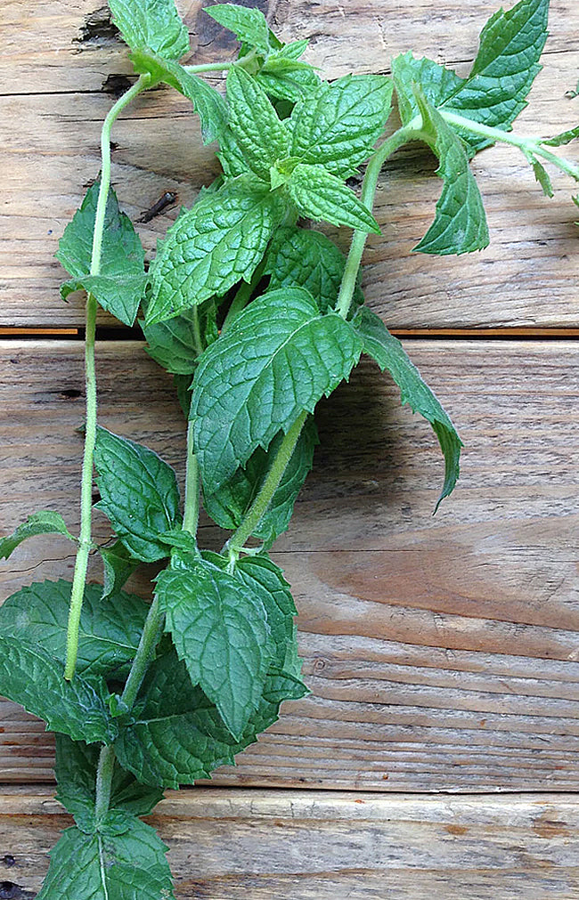 Mint Moroccan Spearmint