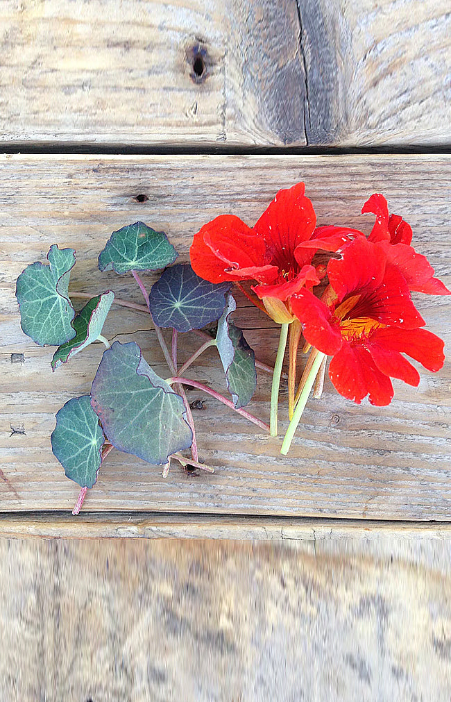 Nasturtium Blue Pepe