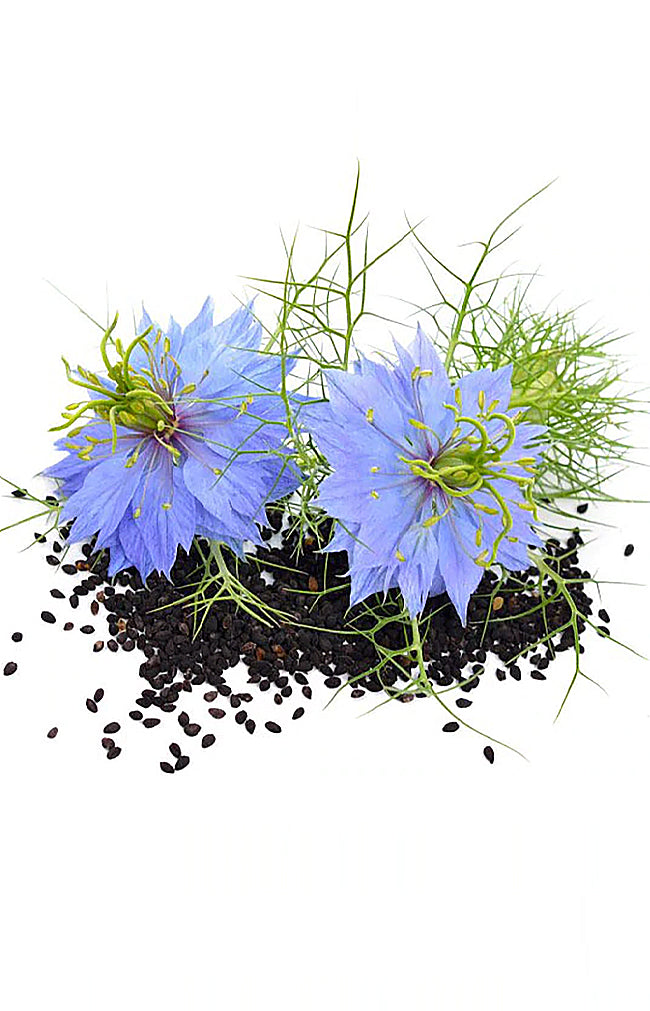 Nigella Black Cumin