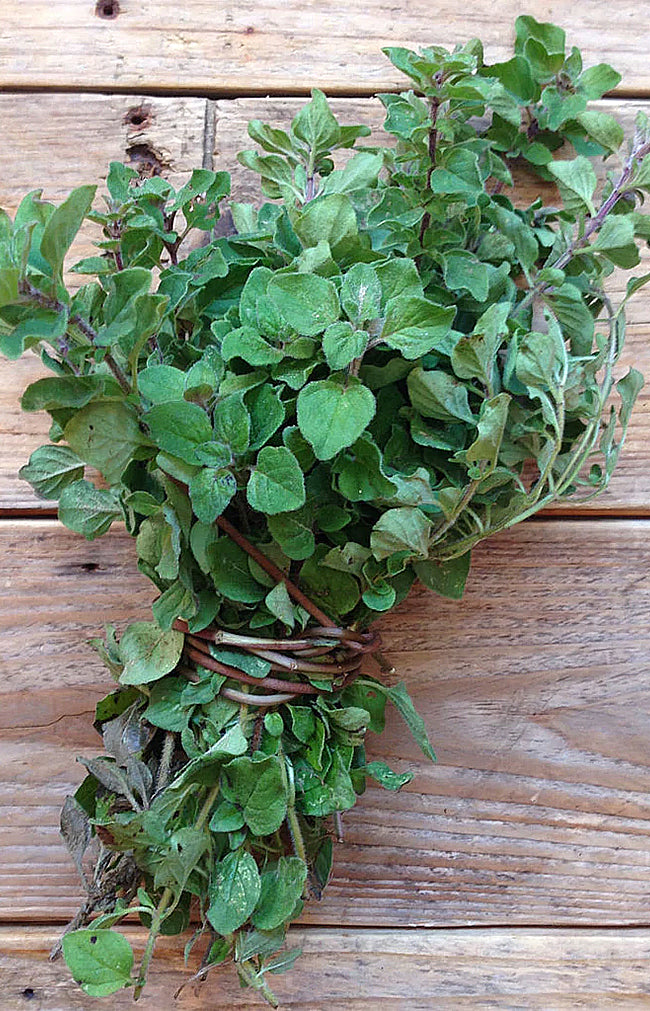 Oregano Greek