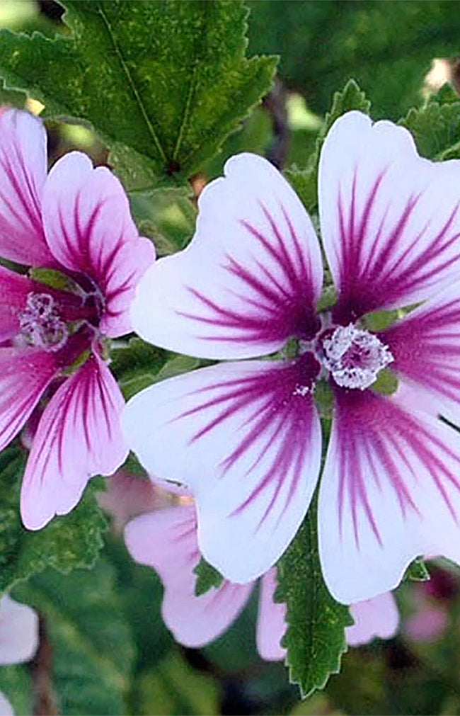 Mallow Zebrina