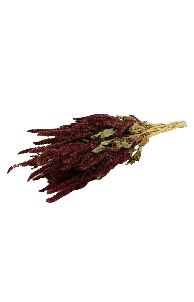 Amaranthus Red Slv Bunch