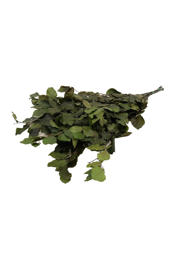 Fagus Pres. Bunch Green