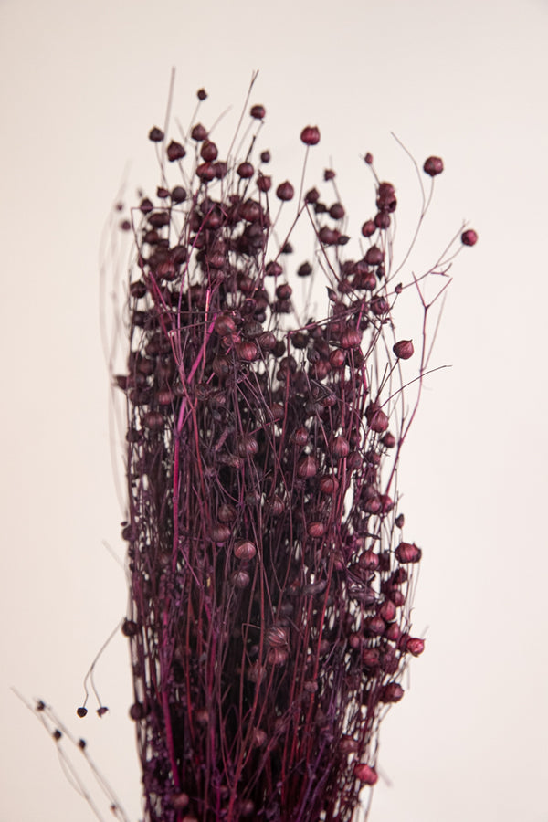 Flax Grass Bunch Plum