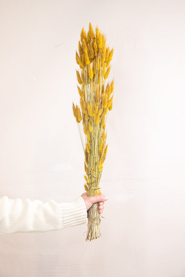 Lagurus Yellow Bunch