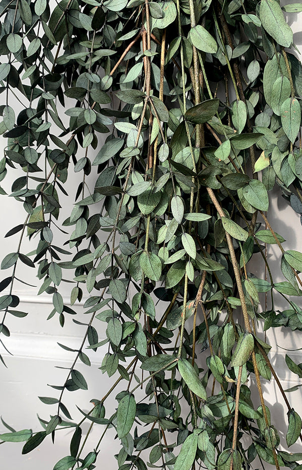 Parvifolia Eucalyptus Bunch - Green
