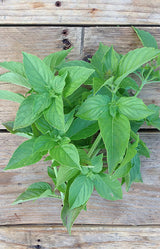 Basil Mrs. Burns Lemon