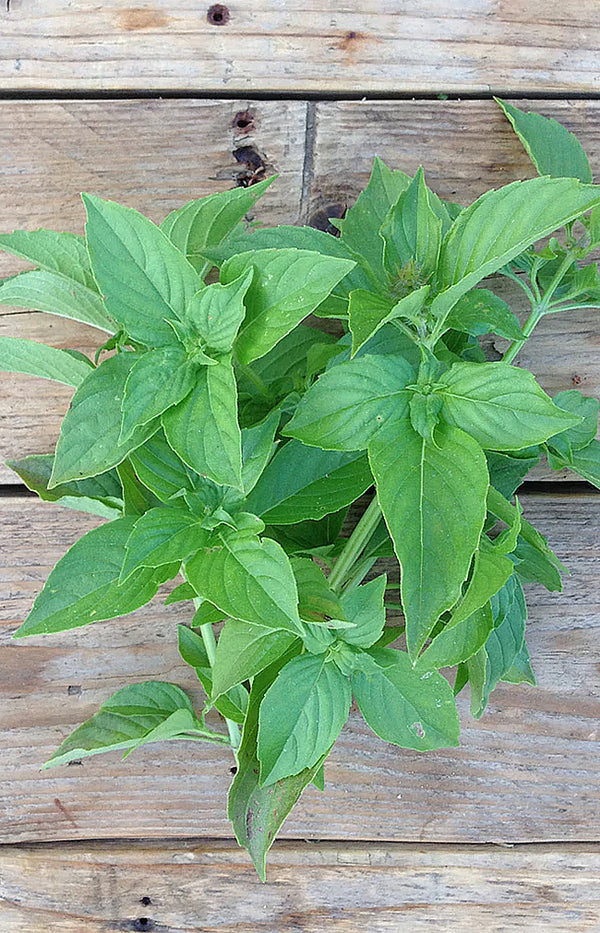 Basil Mrs. Burns Lemon