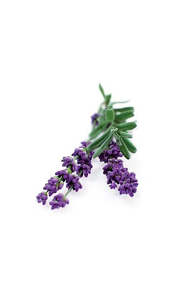 Lavender Munstead Blue