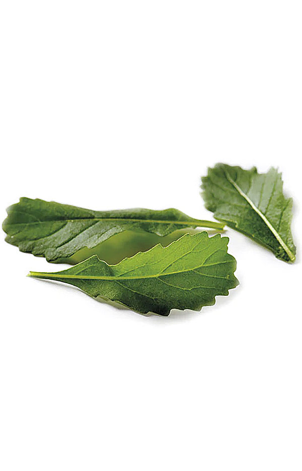 Wild Rocket Wildfire-Wasabi Rucola