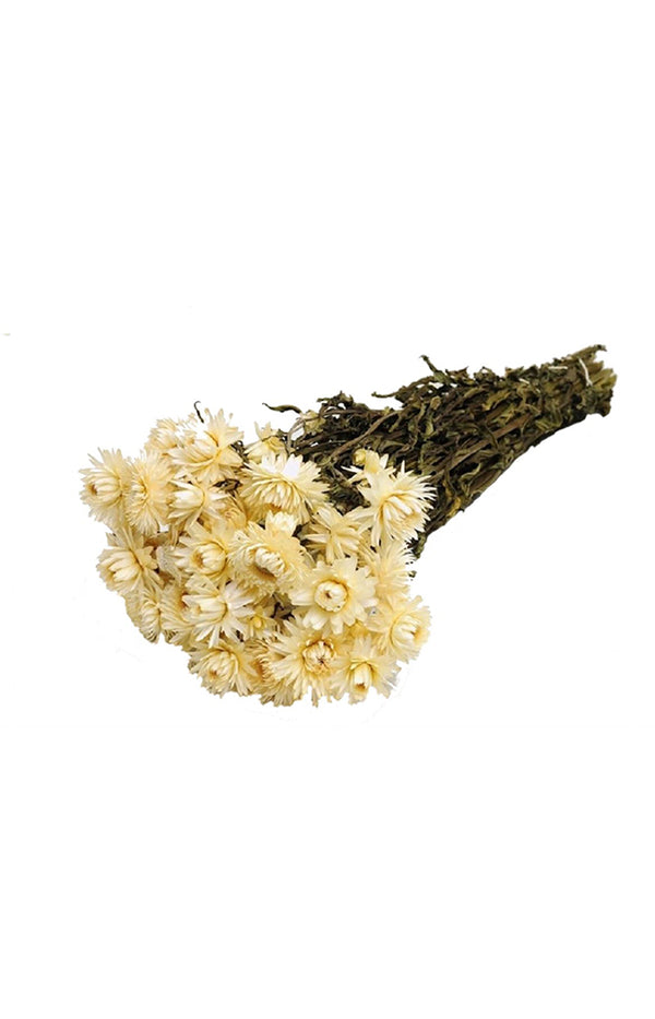 Helichrysum White Slv Bunch