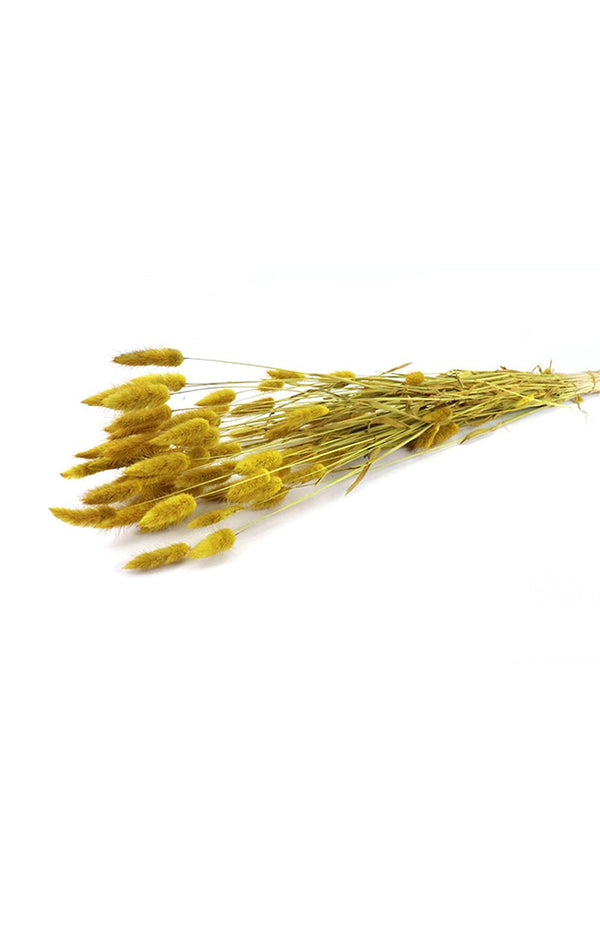 Lagurus Yellow Bunch