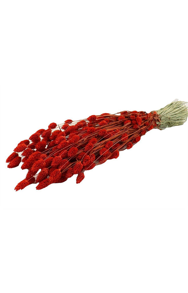 Phalaris Slv Bunch Berry